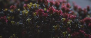 Preview wallpaper flowers, flowering, bushes, leaves, dusk