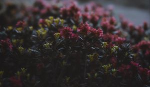 Preview wallpaper flowers, flowering, bushes, leaves, dusk