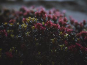 Preview wallpaper flowers, flowering, bushes, leaves, dusk
