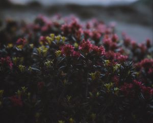 Preview wallpaper flowers, flowering, bushes, leaves, dusk