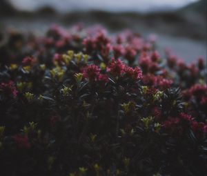 Preview wallpaper flowers, flowering, bushes, leaves, dusk