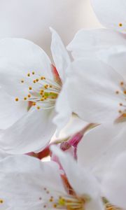 Preview wallpaper flowers, flowering, cherry, petals