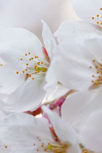 Preview wallpaper flowers, flowering, cherry, petals