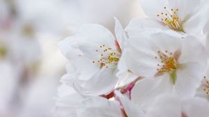 Preview wallpaper flowers, flowering, cherry, petals