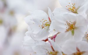 Preview wallpaper flowers, flowering, cherry, petals