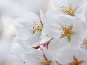 Preview wallpaper flowers, flowering, cherry, petals