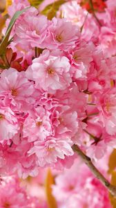 Preview wallpaper flowers, flowering, pink