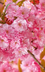 Preview wallpaper flowers, flowering, pink