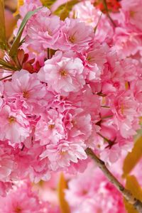 Preview wallpaper flowers, flowering, pink