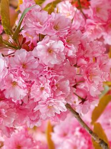 Preview wallpaper flowers, flowering, pink