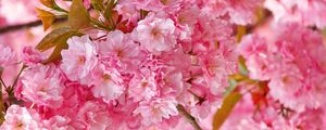 Preview wallpaper flowers, flowering, pink