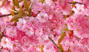 Preview wallpaper flowers, flowering, pink