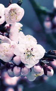 Preview wallpaper flowers, flowering, plant