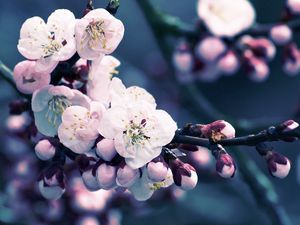 Preview wallpaper flowers, flowering, plant