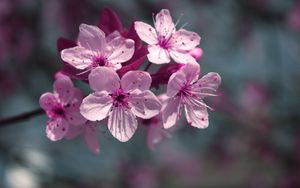 Preview wallpaper flowers, flowering, plant, close-up