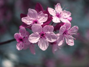 Preview wallpaper flowers, flowering, plant, close-up