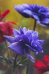 Preview wallpaper flowers, flowering, plant, macro, petals