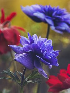 Preview wallpaper flowers, flowering, plant, macro, petals