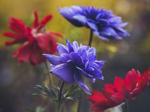 Preview wallpaper flowers, flowering, plant, macro, petals