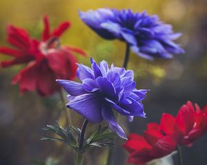 Preview wallpaper flowers, flowering, plant, macro, petals