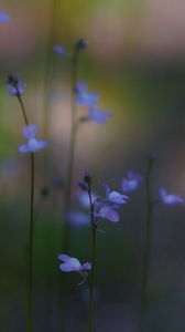 Preview wallpaper flowers, flowering, plant