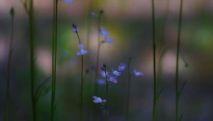 Preview wallpaper flowers, flowering, plant