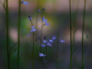 Preview wallpaper flowers, flowering, plant