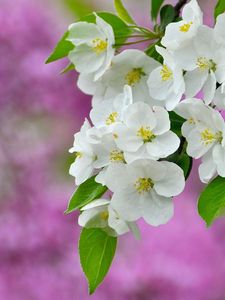 Preview wallpaper flowers, flowering, plant