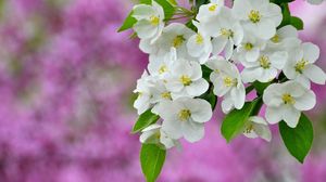 Preview wallpaper flowers, flowering, plant