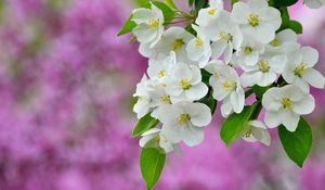 Preview wallpaper flowers, flowering, plant