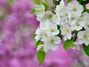 Preview wallpaper flowers, flowering, plant