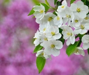 Preview wallpaper flowers, flowering, plant