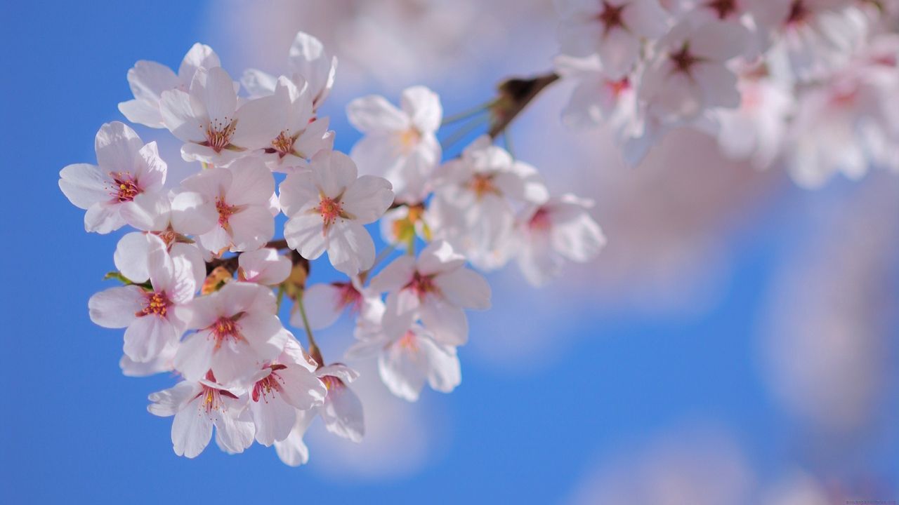 Wallpaper flowers, flowering, plant, branch, spring