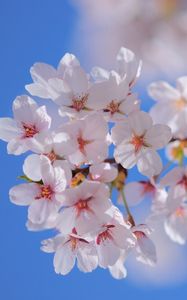 Preview wallpaper flowers, flowering, plant, branch, spring