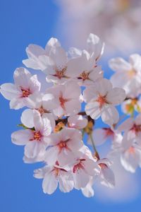 Preview wallpaper flowers, flowering, plant, branch, spring