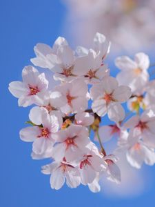 Preview wallpaper flowers, flowering, plant, branch, spring