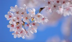 Preview wallpaper flowers, flowering, plant, branch, spring