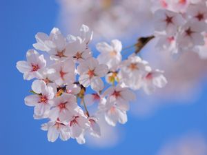 Preview wallpaper flowers, flowering, plant, branch, spring