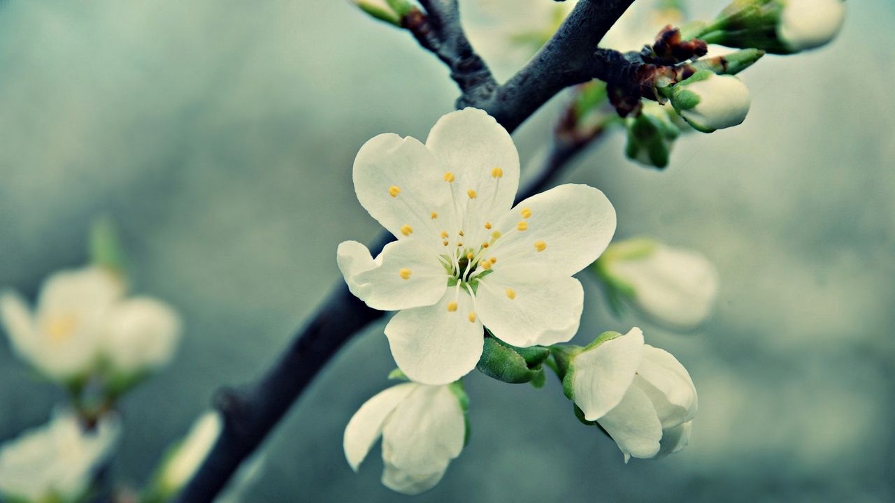 Wallpaper flowers, flowering, plants, blurred, background