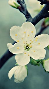 Preview wallpaper flowers, flowering, plants, blurred, background