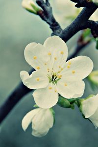 Preview wallpaper flowers, flowering, plants, blurred, background