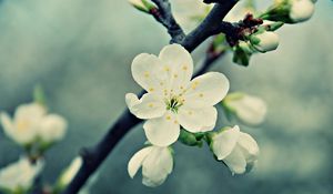 Preview wallpaper flowers, flowering, plants, blurred, background