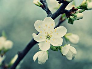 Preview wallpaper flowers, flowering, plants, blurred, background