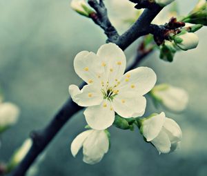 Preview wallpaper flowers, flowering, plants, blurred, background