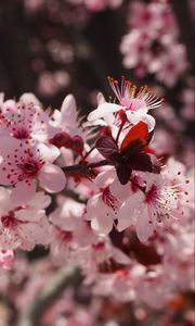Preview wallpaper flowers, flowering, spring, pink