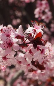 Preview wallpaper flowers, flowering, spring, pink