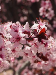 Preview wallpaper flowers, flowering, spring, pink