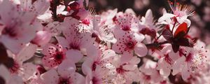 Preview wallpaper flowers, flowering, spring, pink