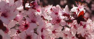 Preview wallpaper flowers, flowering, spring, pink