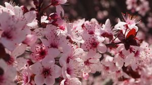 Preview wallpaper flowers, flowering, spring, pink